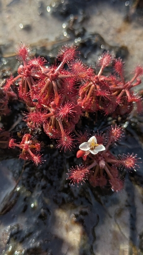 Drosera amazonica