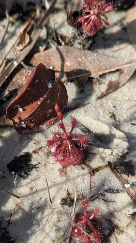 Drosera amazonica