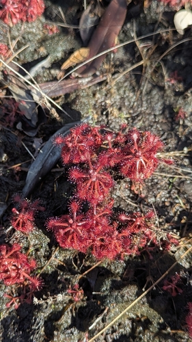 Drosera amazonica