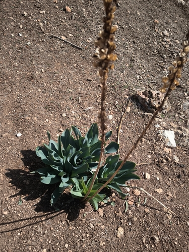 Sea Squill
