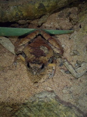Microhyla berdmorei