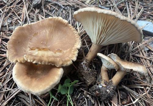 Infundibulicybe costata — (c) Lucian Clanet, some rights reserved (CC BY)
