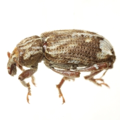 Listroderes apicalis