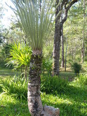 Cycas pectinata