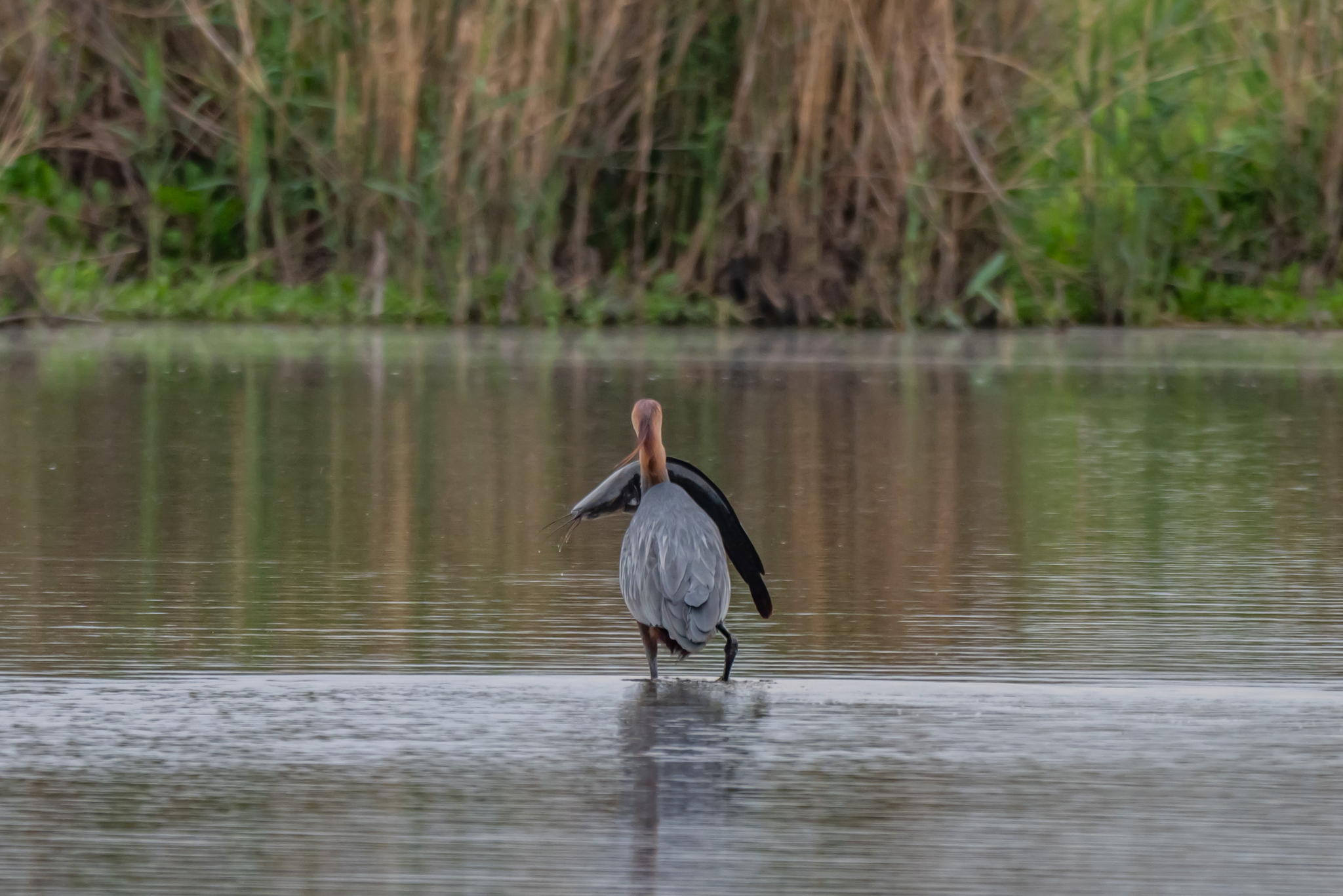 Goliath Heron illustration