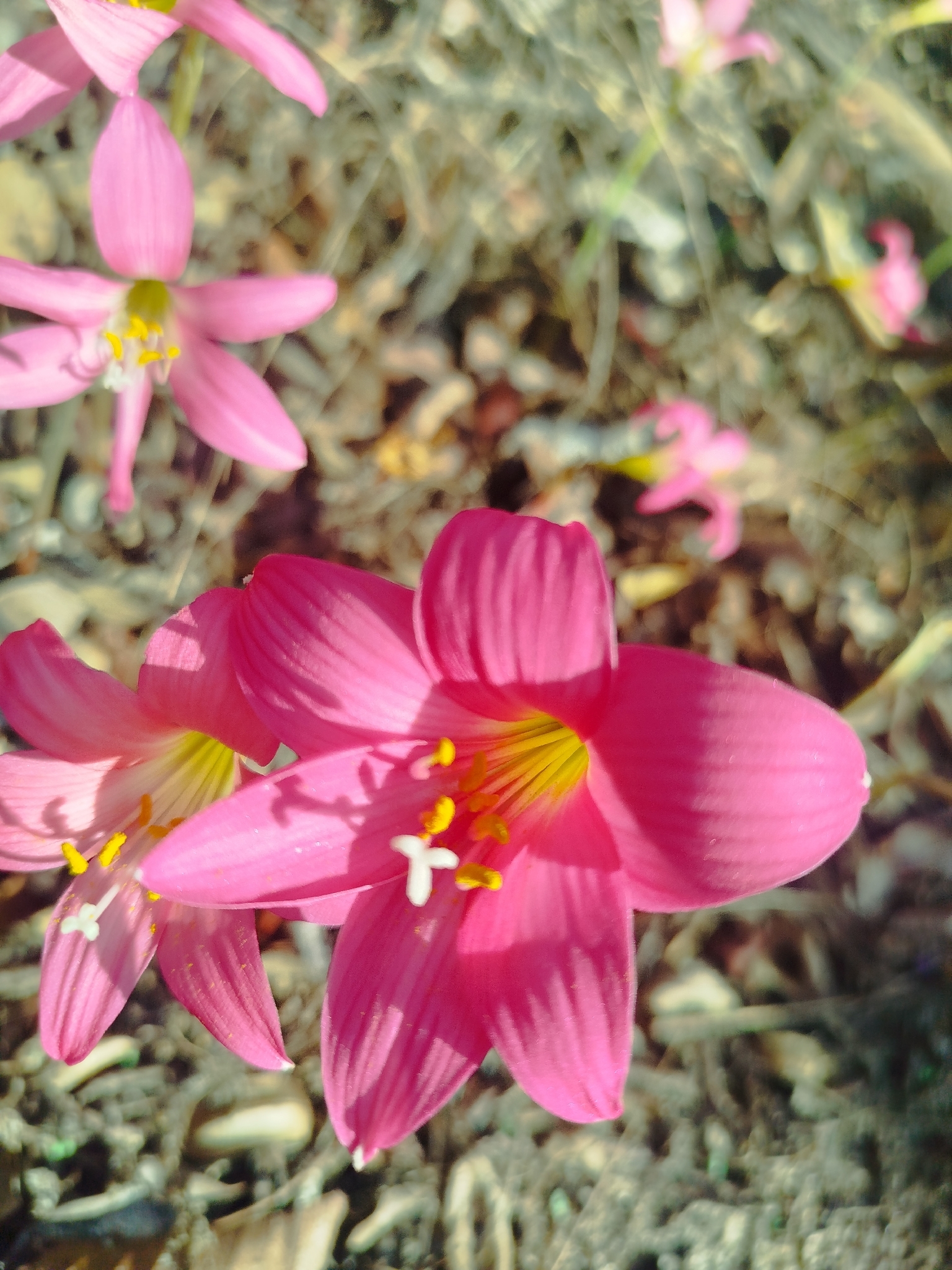 Zephyranthes cearensis