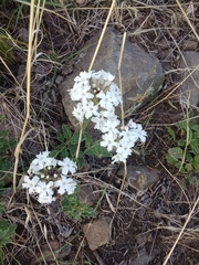 Glandularia platensis