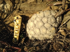 Mammillaria plumosa