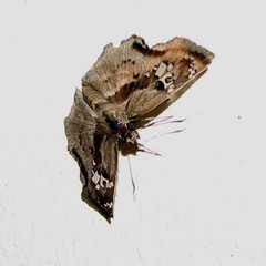 Quadrus lugubris