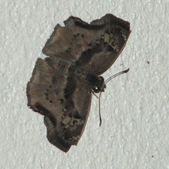 Quadrus lugubris lugubris