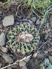 Parodia erinaceus