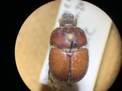 Bolbocerastes regalis