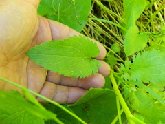 Packera pseudaurea pseudaurea
