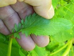 Packera pseudaurea pseudaurea