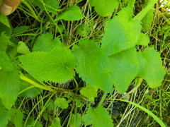 Packera pseudaurea pseudaurea