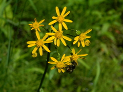Packera pseudaurea pseudaurea