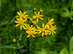 Packera pseudaurea pseudaurea