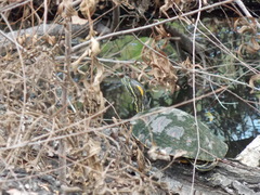 Trachemys venusta cataspila