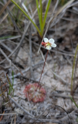 Drosera esmeraldae