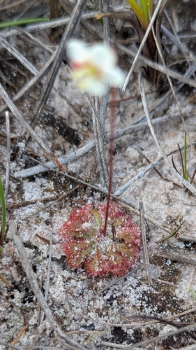 Drosera esmeraldae