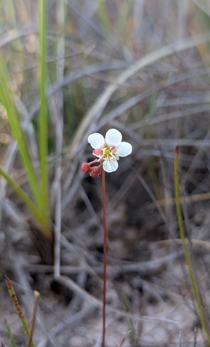 Drosera esmeraldae