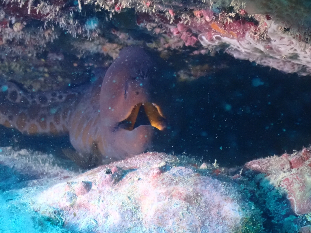 Stout Moray