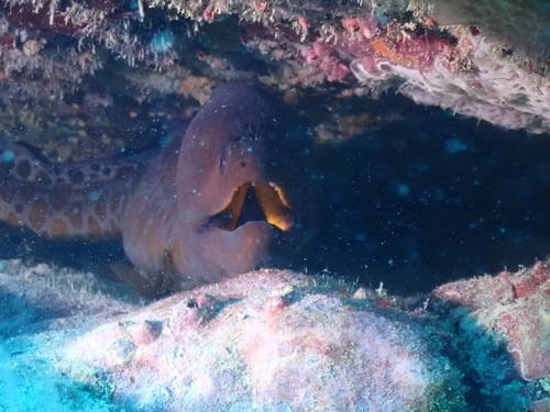 Stout Moray