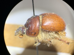 Bolbocerastes regalis