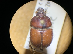 Bolbocerastes regalis