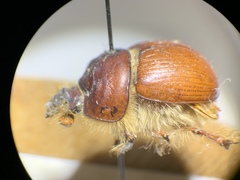 Bolbocerastes regalis