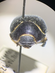Eusattus muricatus