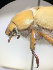 Pseudocotalpa giulianii