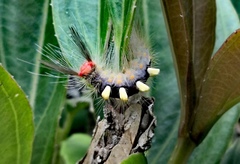 Lepidoptera