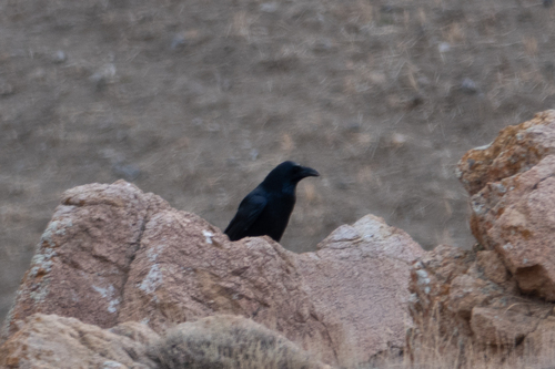 Common Raven