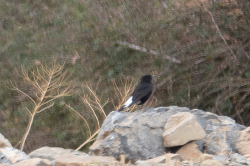 Black Wheatear