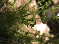Galium gaudichaudii