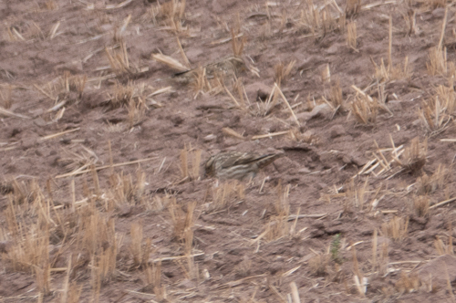 Rock Sparrow