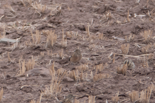 Eurasian Linnet
