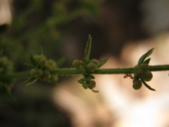 Galium gaudichaudii