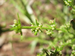 Galium gaudichaudii
