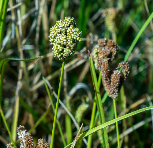 Eleusine coracana observed 2025-10-26