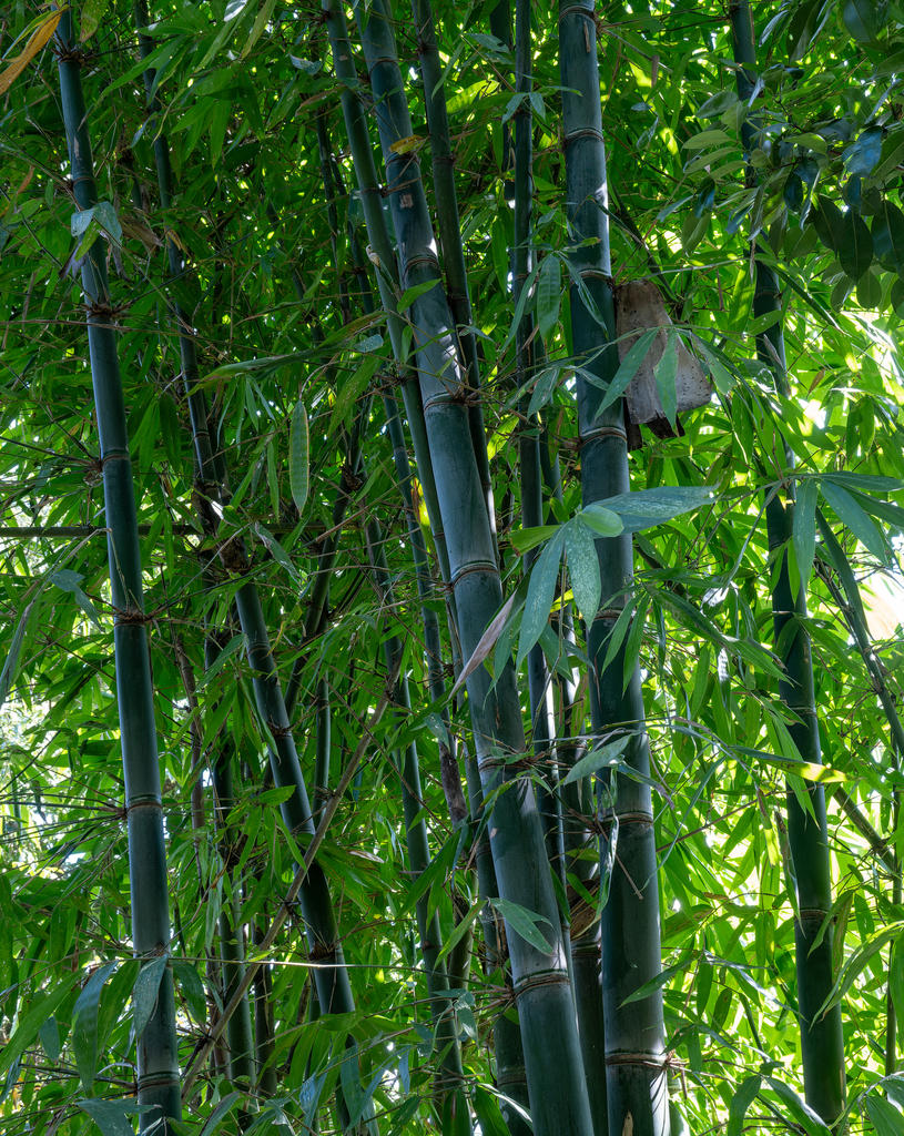 Bambusa nepalensis