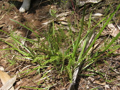 Galium gaudichaudii