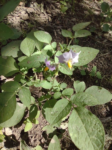 Fendler's horsenettle (Solanum stoloniferum)