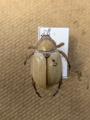 Pseudocotalpa giulianii