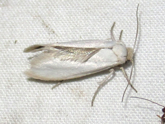 Tegeticula