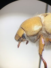 Pseudocotalpa giulianii