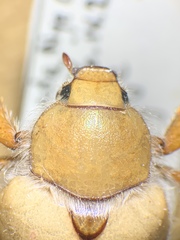 Pseudocotalpa giulianii