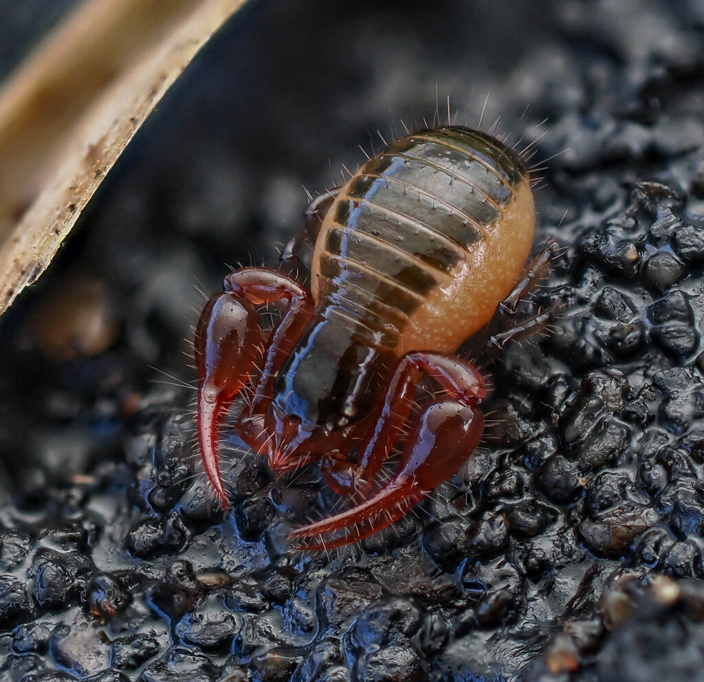 Hemictenata