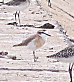 White-fronted Plover